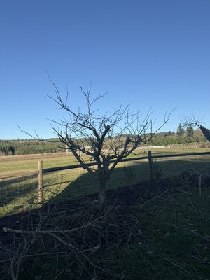 Fruit trees pruning - This is the right time for prune the fruit trees  call for free estimate (503)9060708
