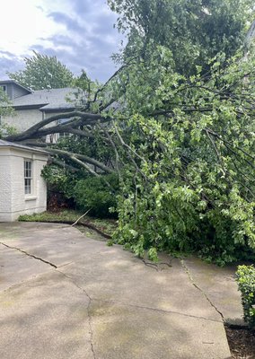 Emergency Tree Removal - This emergency job came after a rough storm knocked over this big tree in between the two houses. Luckily we were able to get there before the tree fully detached and caused more damage. We were able to remove the whole tree with zero damage and in only a day and a half. Emergency Tree Removal - This emergency job came after a rough storm knocked over this big tree in between the two houses. Luckily we were able to get there before the tree fully detached and caused more damage. We were able to remove the whole tree with zero damage and in only a day and a half.