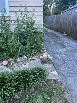 Plant bed renovation - So this is a friend of our family. As you can see from before photos it was overrun with weeds. Nice little job. Plant bed renovation - So this is a friend of our family. As you can see from before photos it was overrun with weeds. Nice little job.