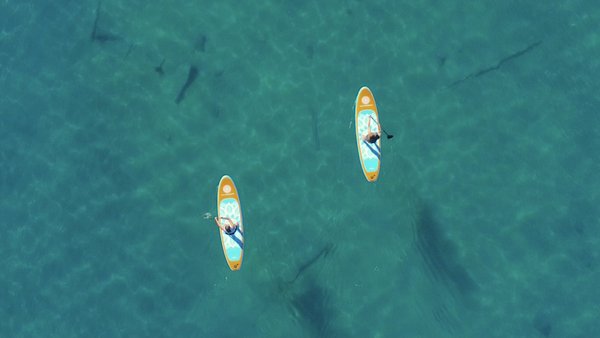 Paddle board Tours, Rentals and lessons. - Paddle board rentals, tours and lessons at Lake Mead & Willow Beach.  Rent a paddle board and explore on your own or go on a tour where you will be guided by experienced professional instructors who share fascinating insights into the area’s rich natural history. Glide along the shimmering surface of iconic Lake Mead and Willow Beach. Whether you’re a beginner or seasoned paddler, immerse yourself in the beauty of this beautiful desert oasis.