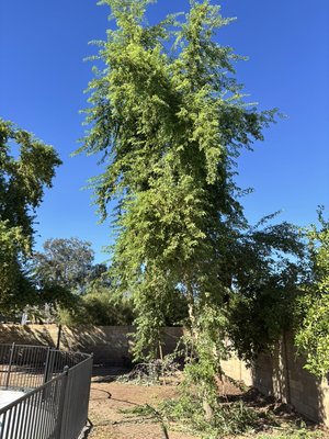 Two Trees Successfully Removed – Mesa, Arizona - Another successful project completed! We removed two trees in Mesa, Arizona, leaving the property clean, safe, and looking great. Two Trees Successfully Removed – Mesa, Arizona - Another successful project completed! We removed two trees in Mesa, Arizona, leaving the property clean, safe, and looking great.