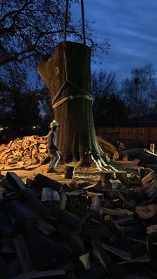 Large Red Oak Removal - Our help started with a homeowner who had a tree that was extremely hazardous. We utilized inspection with our certified arborist, and had to get in agreement with the city to remove this massive hazard. It was our pleasure to make sure everything was done meticulously and to a T. Large Red Oak Removal - Our help started with a homeowner who had a tree that was extremely hazardous. We utilized inspection with our certified arborist, and had to get in agreement with the city to remove this massive hazard. It was our pleasure to make sure everything was done meticulously and to a T.