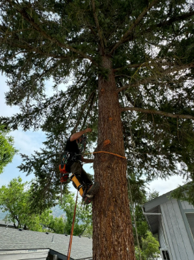 Tree Trimming - Tree Trimming Experts of Jackson & Josephine County

Tree trimming is about more than just appearance — it’s essential to the health, safety, and longevity of your trees. At Three Brothers Tree & Property Services, we offer expert pruning and trimming services that enhance tree structure, reduce risk, and improve overall property aesthetics. Whether you’re looking to clear branches away from your home or roofline, improve sunlight and airflow, or remove deadwood, our team is trained to trim with both beauty and biology in mind.



We take the time to evaluate each tree and discuss your goals, offering honest advice on what trimming is necessary and how it will benefit the tree and surrounding space. Our work includes structural pruning, view clearing, canopy thinning, hazard limb removal, and seasonal maintenance. Every cut is made with care to promote healthy growth, prevent future issues, and keep your trees safe, strong, and looking their best.