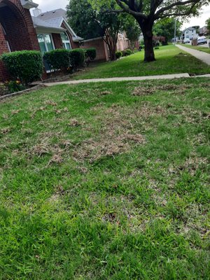 Dethatch In Progress - After previous lawn maintenance companies just mowed and edged, there was years of neglect choking the new yard that was.  2 rounds of dethatching.  We look forward to the end of May to see significant results.  Marathon, not a sprint