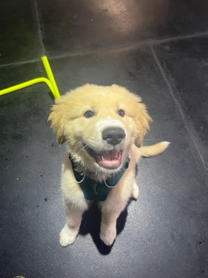 Puppy Classes - Our puppy classes focus on important socialization skills and manners to help build the foundation for a happy puppy that loves to learn with you! Throughout the 4 weeks, you will learn important puppy raising concepts such as bite inhibition, impulse control, appropriate play, and more!