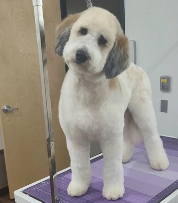 Gooey's groom - Gooey is 7 months old and going through coat change. She was fairly matted so we spent about an hour dematting her. She did so well for her groom and she left looking like a while new dog! We did 1 inch on her body with 1 ¹/⁴ inches on her legs and a nice fluffy Teddy Bear head. She left feeling soft and Silky! Gooey's groom - Gooey is 7 months old and going through coat change. She was fairly matted so we spent about an hour dematting her. She did so well for her groom and she left looking like a while new dog! We did 1 inch on her body with 1 ¹/⁴ inches on her legs and a nice fluffy Teddy Bear head. She left feeling soft and Silky!
