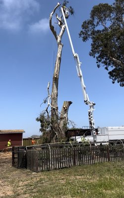 Hazardous Tree Removal - Our team safely removed a large eucalyptus tree that was threatening the client’s home. We used a bucket truck and rigging techniques to lower each section carefully. The property was fully protected during the process, and we completed a full cleanup, leaving the yard spotless.
Result: Safe removal, zero property damage, and a very satisfied customer. Hazardous Tree Removal - Our team safely removed a large eucalyptus tree that was threatening the client’s home. We used a bucket truck and rigging techniques to lower each section carefully. The property was fully protected during the process, and we completed a full cleanup, leaving the yard spotless.
Result: Safe removal, zero property damage, and a very satisfied customer.