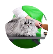 FELINE FRESH SERVICE! - FELINE FRESH ~This cat bath / grooming package includes:

FELINE FRESH
This cat bath / grooming package includes:
~​Brush Out
~Sanitary Trim
~2-in-1 Shampoo / Conditioner Treatment
~Anal gland check / expression
~Fluff Dry

Ear Clean

Nail Trim

Purr-fume