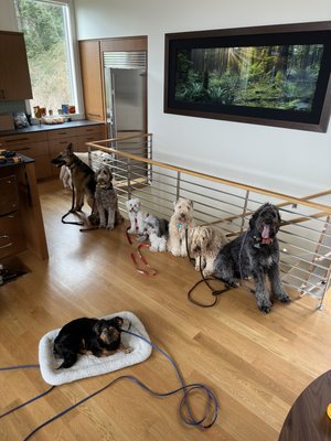 Obedience Training - Most of these dogs started out either very  reactive or completely out of control but after their respective programs applied we are now able to have them mingle respectfully amongst one another