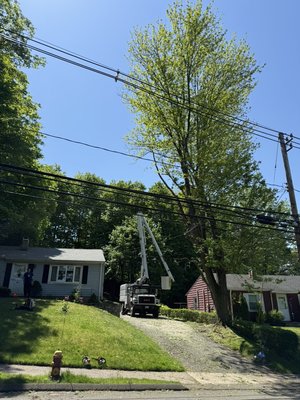 Tree removal projects 2025! - Here are just a few projects we've completed! Each project shares key values: safety, timeliness, cleanliness, and a commitment to customer satisfaction! Tree removal projects 2025! - Here are just a few projects we've completed! Each project shares key values: safety, timeliness, cleanliness, and a commitment to customer satisfaction!