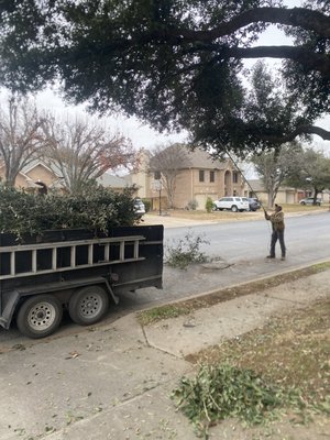 Trimming live Oaks - Trim and cleaning live oak! Raised canopy over street! Trimming live Oaks - Trim and cleaning live oak! Raised canopy over street!