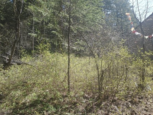 land management and fire mitigation job. - This property is overgrown and in danger of wild fires. The best defense is a good offense. Properly mitigateing overgrown land gets rid of the fuel on the ground so a fire cannot carry through it to destroy the home. It also turns unusable property into usable property essentially turning it into a personal park. If you want to prevent fire and transform your land this work is a must.