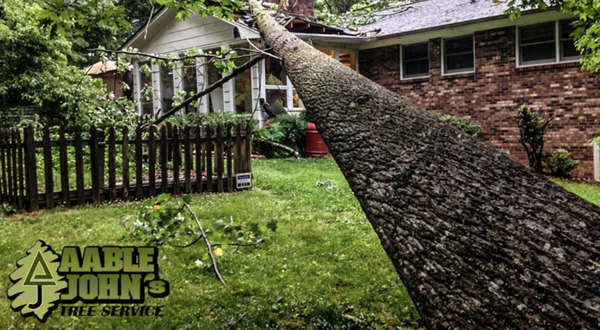 Emergency Tree Services - Call us today for emergency services! Emergency Tree Services - Call us today for emergency services!