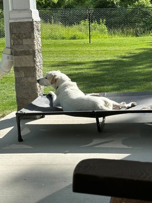 Drop In Visits - Did you know we also offer drop-in visits?
As the days get longer and schedules get fuller, a midday visit can make all the difference for your pup. We stop by, get them outside for some fresh air and movement, and send you a photo update before we head out.
Spring is a great time to get something consistent on the calendar. 🌿 Drop In Visits - Did you know we also offer drop-in visits?
As the days get longer and schedules get fuller, a midday visit can make all the difference for your pup. We stop by, get them outside for some fresh air and movement, and send you a photo update before we head out.
Spring is a great time to get something consistent on the calendar. 🌿