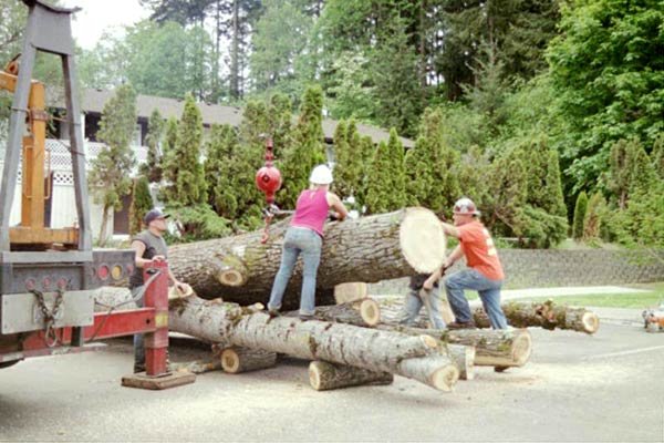 Past Work - I have hands-on experience within the tree service industry since 2007. My company is a complete tree service and capable of all jobs big and small. I am truly thankful for my customers, past, present and future. Together as a team, my crew and I, WE CAN CUT IT! Past Work - I have hands-on experience within the tree service industry since 2007. My company is a complete tree service and capable of all jobs big and small. I am truly thankful for my customers, past, present and future. Together as a team, my crew and I, WE CAN CUT IT!