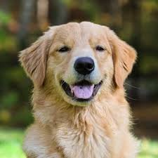 Extra Large Dogs (71+ lbs) - Specialized grooming for giant breeds like Great Danes, Golden Retrievers, and German Shepherds. Gentle handling, coat conditioning, and styling.
