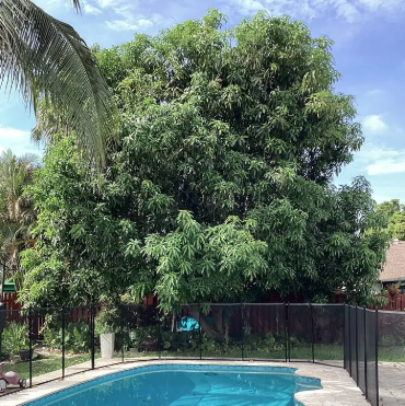 Certified Arborist Services - Choose our arborist services for safe, knowledgeable, and complete tree care. From health assessments and pruning to disease management and risk evaluations, our certified and insured team helps protect your trees, property, and loved ones. We also assist with local permits and city compliance, so tree removal or preservation is handled the right way from start to finish. Certified Arborist Services - Choose our arborist services for safe, knowledgeable, and complete tree care. From health assessments and pruning to disease management and risk evaluations, our certified and insured team helps protect your trees, property, and loved ones. We also assist with local permits and city compliance, so tree removal or preservation is handled the right way from start to finish.
