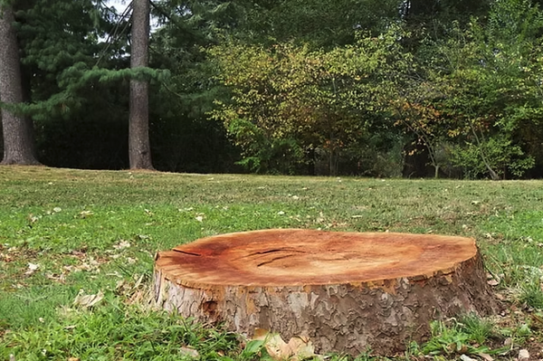 Stump Grinding - Bid farewell to unsightly tree stumps with Boreal Tree Service's professional stump grinding services. Our skilled arborists assess the size, location, and condition of the stump to develop a customized removal plan. We consider factors such as accessibility, surrounding vegetation and utilities to ensure a smooth and efficient operation.

Contact us today to schedule stump grinding services and reclaim your landscape from unwanted stumps.