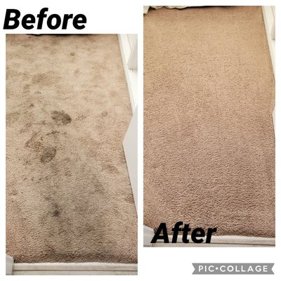 Sever Pet Stain Removal - We have our own pet stain removal formula that helps us remove the toughest pet stains with the worst pet odor. In many cases we can also remove old pet stains that other carpet cleaners attempted to clean in the past. Sever Pet Stain Removal - We have our own pet stain removal formula that helps us remove the toughest pet stains with the worst pet odor. In many cases we can also remove old pet stains that other carpet cleaners attempted to clean in the past.