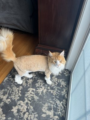 Cat grooming - We can also groom cats! Cat grooming - We can also groom cats!