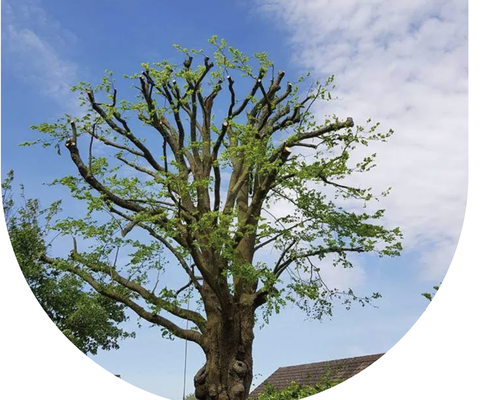 Tree Reduction - Valley Tree Solutions INC offers expert tree reduction services to safely manage overgrown or oversized trees in Sacramento, CA. With 13 years of experience, we reduce the size of your trees while maintaining their health and structure, ensuring they remain an asset to your property. Tree reduction is ideal for trees that are growing too close to buildings, power lines, or other structures. Our team uses precise techniques to safely reduce tree size, improving both safety and aesthetics without compromising the tree’s health or stability. Tree Reduction - Valley Tree Solutions INC offers expert tree reduction services to safely manage overgrown or oversized trees in Sacramento, CA. With 13 years of experience, we reduce the size of your trees while maintaining their health and structure, ensuring they remain an asset to your property. Tree reduction is ideal for trees that are growing too close to buildings, power lines, or other structures. Our team uses precise techniques to safely reduce tree size, improving both safety and aesthetics without compromising the tree’s health or stability.