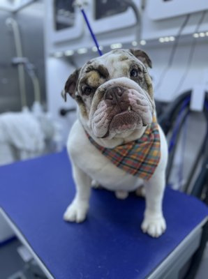 Bath and Brush - Bath and Brush is recommended 4-6 a week to maintain the health of your dogs skin and coat.