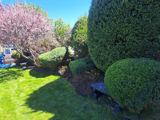 yard maintenance - from lawn mowing to hedge trimming, we can save you the hassle. Our team is driven to bring our customer quality without compromise on every job! yard maintenance - from lawn mowing to hedge trimming, we can save you the hassle. Our team is driven to bring our customer quality without compromise on every job!