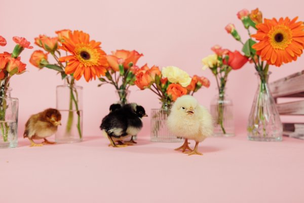 Spring Flowers & Chicks - What a fun way to add color to a photo shoot! Spring Flowers & Chicks - What a fun way to add color to a photo shoot!