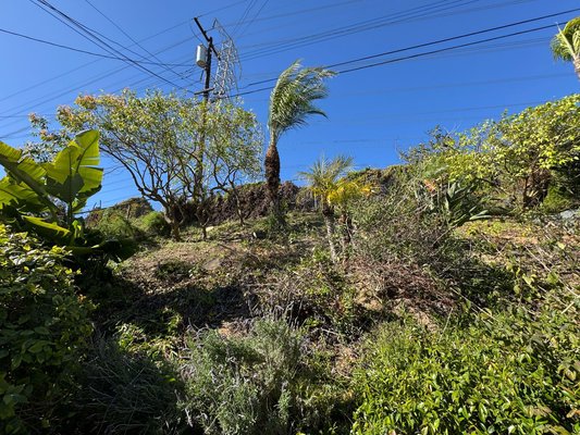 tree pruning or removal - Call now a free estimate on tree pruning or removal tree pruning or removal - Call now a free estimate on tree pruning or removal