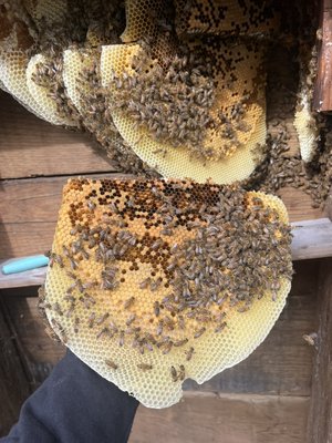 Live honey bee and wasps removal 2025-2026 - The longer you wait for honey bee Removsl or wasps removals the more the bees permeate the structure
Quicker detection and response to a bee infestation means less time and money spent
Most importantly limiting there time to seal for winter and with wasps to produce new queens No fewer than factor just
The quicker you deal with the problem the less work it turns into jobs that are dealt with early are well under project cost jobs that are left multiply and turn into more labor and more cost
Spring is the time to act
And most importantly limiting over wintering
Kindly
Give us a call we can explain in detail what we can do to help
Jason
Humble bee removal Live honey bee and wasps removal 2025-2026 - The longer you wait for honey bee Removsl or wasps removals the more the bees permeate the structure
Quicker detection and response to a bee infestation means less time and money spent
Most importantly limiting there time to seal for winter and with wasps to produce new queens No fewer than factor just
The quicker you deal with the problem the less work it turns into jobs that are dealt with early are well under project cost jobs that are left multiply and turn into more labor and more cost
Spring is the time to act
And most importantly limiting over wintering
Kindly
Give us a call we can explain in detail what we can do to help
Jason
Humble bee removal