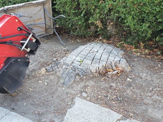 Stump Grinding - Tree stumps can attract termites and put your property at risk for damage. They can also create a tripping hazard and expose you and your family to injuries. Stump Grinding - Tree stumps can attract termites and put your property at risk for damage. They can also create a tripping hazard and expose you and your family to injuries.