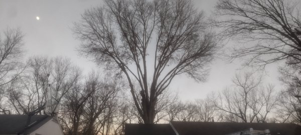 Francisco's oak tree in back yard - just want to give a big shout out to our crew that removed the canopy of this big 60 foot oak tree