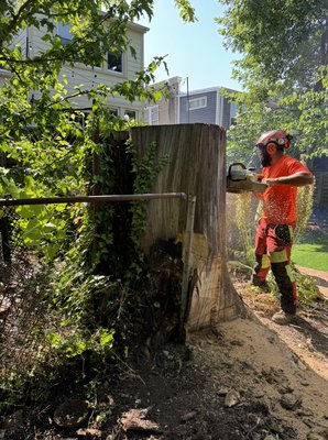 Stump Removal - This tree was cut many years ago. They cut and left the 5 feet of trunk because the two fences. Years of decomposing, mushrooms were growing around with an unpleasant smell on the backyard. Thanks to your team, we successfully remove the stump and fix the fences for both parties. Stump Removal - This tree was cut many years ago. They cut and left the 5 feet of trunk because the two fences. Years of decomposing, mushrooms were growing around with an unpleasant smell on the backyard. Thanks to your team, we successfully remove the stump and fix the fences for both parties.