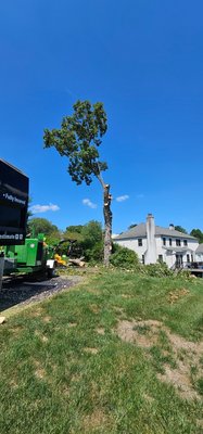 Removing Tree in Downingtown PA - This tree was leaning into the neighbor's house, it was hollow, and every cut was safely rigging down.