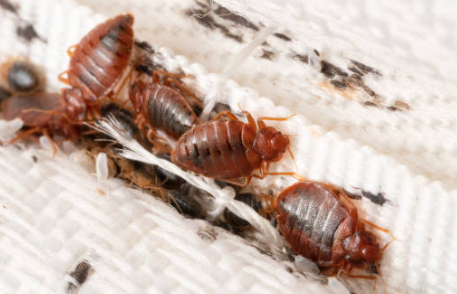 Say Goodbye to Bed Bugs - Say goodbye to sleepless nights—Red Rock Pest Control specializes in fast, effective bed bug treatments that get results. Our expert team uses proven methods to eliminate bed bugs at every stage of life, giving you peace of mind and a pest-free home. With over 26 years of experience, we’re the trusted choice in Phoenix for safe, thorough, and immediate bed bug control. Say Goodbye to Bed Bugs - Say goodbye to sleepless nights—Red Rock Pest Control specializes in fast, effective bed bug treatments that get results. Our expert team uses proven methods to eliminate bed bugs at every stage of life, giving you peace of mind and a pest-free home. With over 26 years of experience, we’re the trusted choice in Phoenix for safe, thorough, and immediate bed bug control.