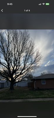 Tree trimming on a sweet gum - We were called to trim thissweet gum tree away from the roof! All of said branches were touching it. Tree trimming on a sweet gum - We were called to trim thissweet gum tree away from the roof! All of said branches were touching it.