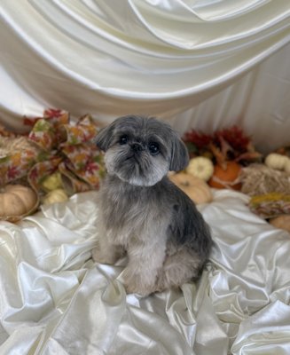 Furever Thankful November - November Backdrop Furever Thankful November - November Backdrop
