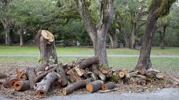 Tree Removal/Trimming - Free Estimates Tree Removal/Trimming - Free Estimates