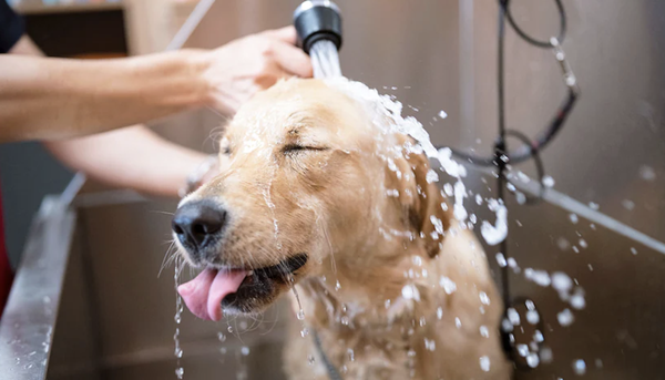 Baths - How Often Should You Bathe Your Dog?
Unless your pooch just spent the afternoon splashing in mud puddles, you probably don’t need to bathe your dog more than once a month. This is breed-dependent; some dogs with longer coats will require more frequent baths or even trips to a professional groomer. If you’re not sure how often to suds up your pup, check with a groomer or your vet. Giving a monthly bath is key, though.
Proper Dog Washing Technique
When you choose Mobile Daly Dog Salon you have picked the right place and we only use the highest quality products for your Furbabies. Here is how we will ensure your babies are clean as can be:
We place your dog in the tub or wash station. Using healthy treats are a great way to get the process off to a positive start!
Starting by diluting the shampoo with water because most shampoo is thick and concentrated, and adding water can make it easier to use.
Making sure your dogs comfort is forefront our minds we wet your dog using warm water.
Shampoo the dog twice. Usually the first time, the shampoo binds with the dirt and helps get rid of it. The second go-around, you’re really washing the skin and pulling out all the remaining dirt and oil in the hair. Above all, make it an enjoyable experience.
Rub in some conditioner. Leave it on for a few minutes and then rinse away.
By rinsing well until there is no more product on the fur because if you don't get all the soap out, then the soap will stay on the skin and irritate it. It’s worse than not giving them a bath.
Call today so we can give your dog the treatment they deserve! Baths - How Often Should You Bathe Your Dog?
Unless your pooch just spent the afternoon splashing in mud puddles, you probably don’t need to bathe your dog more than once a month. This is breed-dependent; some dogs with longer coats will require more frequent baths or even trips to a professional groomer. If you’re not sure how often to suds up your pup, check with a groomer or your vet. Giving a monthly bath is key, though.
Proper Dog Washing Technique
When you choose Mobile Daly Dog Salon you have picked the right place and we only use the highest quality products for your Furbabies. Here is how we will ensure your babies are clean as can be:
We place your dog in the tub or wash station. Using healthy treats are a great way to get the process off to a positive start!
Starting by diluting the shampoo with water because most shampoo is thick and concentrated, and adding water can make it easier to use.
Making sure your dogs comfort is forefront our minds we wet your dog using warm water.
Shampoo the dog twice. Usually the first time, the shampoo binds with the dirt and helps get rid of it. The second go-around, you’re really washing the skin and pulling out all the remaining dirt and oil in the hair. Above all, make it an enjoyable experience.
Rub in some conditioner. Leave it on for a few minutes and then rinse away.
By rinsing well until there is no more product on the fur because if you don't get all the soap out, then the soap will stay on the skin and irritate it. It’s worse than not giving them a bath.
Call today so we can give your dog the treatment they deserve!