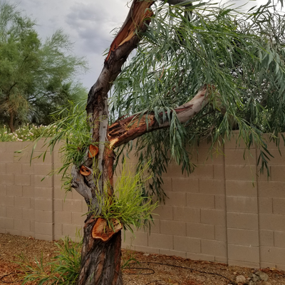 Debris Hauling - Hurricanes and just the simple part of life, projects, leave a mess! If a storm has left you with a yard full of debris or if you had some recent yard work done—or even did a weekend yard project on your own—and simply need the scraps gone, we're here for you! Debris Hauling - Hurricanes and just the simple part of life, projects, leave a mess! If a storm has left you with a yard full of debris or if you had some recent yard work done—or even did a weekend yard project on your own—and simply need the scraps gone, we're here for you!