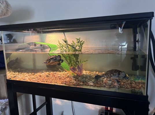 40 gallon turtle aquarium service - These turtles were in desperate need of a clean aquarium. Micro pollutants in the water caused the aquarium to go brown with made the turtles unhappy. With a proper service, this tank was looking good as new and will stay that way for a very long time!