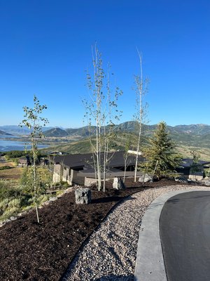 Tree’s - Trees in park city, we planted over 40 trees in one day. We offer the full package, trees, planting, irrigating and fertilizer. Tree’s - Trees in park city, we planted over 40 trees in one day. We offer the full package, trees, planting, irrigating and fertilizer.