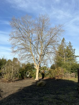 Sycamore Removal/Stump Removal - Homeowner wanted to remove sycamore, didn’t like placement of tree in his yard. Sycamore Removal/Stump Removal - Homeowner wanted to remove sycamore, didn’t like placement of tree in his yard.
