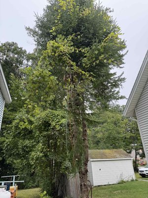 Augusta in September - this was a sinple removals between two houses. I climbed the tree to control where the wood would land and to take smaller sections of the tree down. call/text 207.242.6474 Augusta in September - this was a sinple removals between two houses. I climbed the tree to control where the wood would land and to take smaller sections of the tree down. call/text 207.242.6474