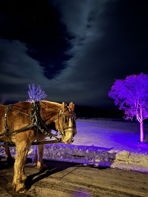 Sleigh Rides - Let's be real--a horse drawn sleigh ride is dreamy! Our teams of draft horses love their job and they only amplify the experience! Sleigh Rides - Let's be real--a horse drawn sleigh ride is dreamy! Our teams of draft horses love their job and they only amplify the experience!