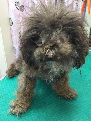Guess the breed - Can you guess what breed this is before swiping?