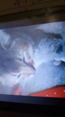 Nap time for our toddlers and seniors! - Some photos of our clients pets. People like to see photos of their animals when they're away. 
I'm not much of a photographer so I don't ha