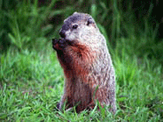 It's not just about the animals.  It's about people. - Damage resulting from invasive animals can cost hundreds to thousands of dollars for a single home-owner.