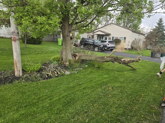 Took what was left of a broken tree down - This tree had broken, and the customer wanted the tree taken down and cleaned up. Took what was left of a broken tree down - This tree had broken, and the customer wanted the tree taken down and cleaned up.