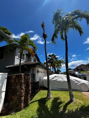 Palm tree removal and Landscaping - Professional Job Description
Comprehensive Landscaping Service Completion
Our team recently completed a full-service landscaping project designed to enhance the beauty and health of the outdoor space. The process included meticulous attention to detail, starting with thorough lawn and garden maintenance. We applied a targeted weed killer treatment to effectively eliminate unwanted vegetation and prevent future weed growth, ensuring a clean and healthy landscape foundation. Following the application, the area was carefully blown and cleared of debris to achieve a polished, pristine finish. This comprehensive approach not only revitalizes the outdoor environment but also sets the stage for sustained landscape health and curb appeal. Palm tree removal and Landscaping - Professional Job Description
Comprehensive Landscaping Service Completion
Our team recently completed a full-service landscaping project designed to enhance the beauty and health of the outdoor space. The process included meticulous attention to detail, starting with thorough lawn and garden maintenance. We applied a targeted weed killer treatment to effectively eliminate unwanted vegetation and prevent future weed growth, ensuring a clean and healthy landscape foundation. Following the application, the area was carefully blown and cleared of debris to achieve a polished, pristine finish. This comprehensive approach not only revitalizes the outdoor environment but also sets the stage for sustained landscape health and curb appeal.